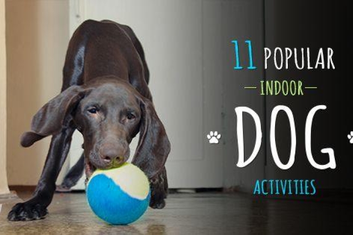 Tired Dog = Happy Dog: 11 Ways to Keep Your Pooch Active Indoors